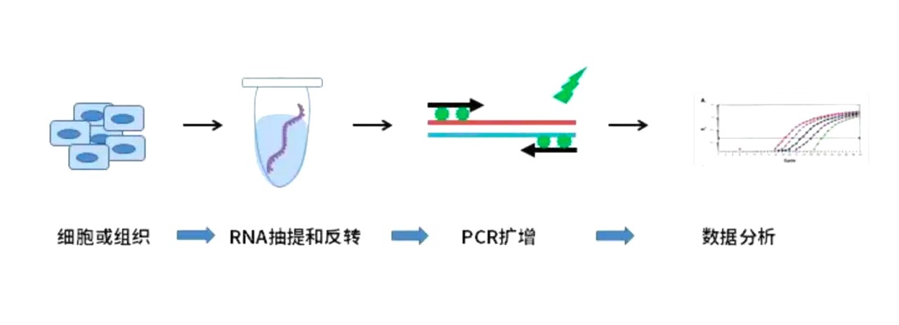 熒光定量PCR實(shí)驗(yàn)過(guò)程